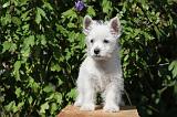 WESTIE 159